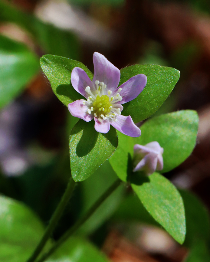 Sharp-lobed Hepatica - Anemone acutiloba Habitat: Mesic forest Anemone acutiloba,Geotagged,Hepatica acutiloba,Sharp-lobed Hepatica,Spring,United States,hepatica
