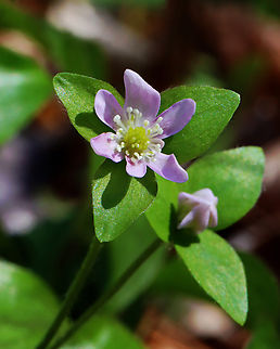 Sharp-lobed Hepatica - Anemone acutiloba Habitat: Mesic forest Anemone acutiloba,Geotagged,Hepatica acutiloba,Sharp-lobed Hepatica,Spring,United States,hepatica