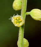 Bishop's Cap - Mitella diphylla Just starting to bloom.<br />
<br />
Habitat: Mesic forest<br />
https://www.jungledragon.com/image/144139/bishops_cap_-_mitella_diphylla.html Bishop's cap,Geotagged,Mitella diphylla,Spring,United States