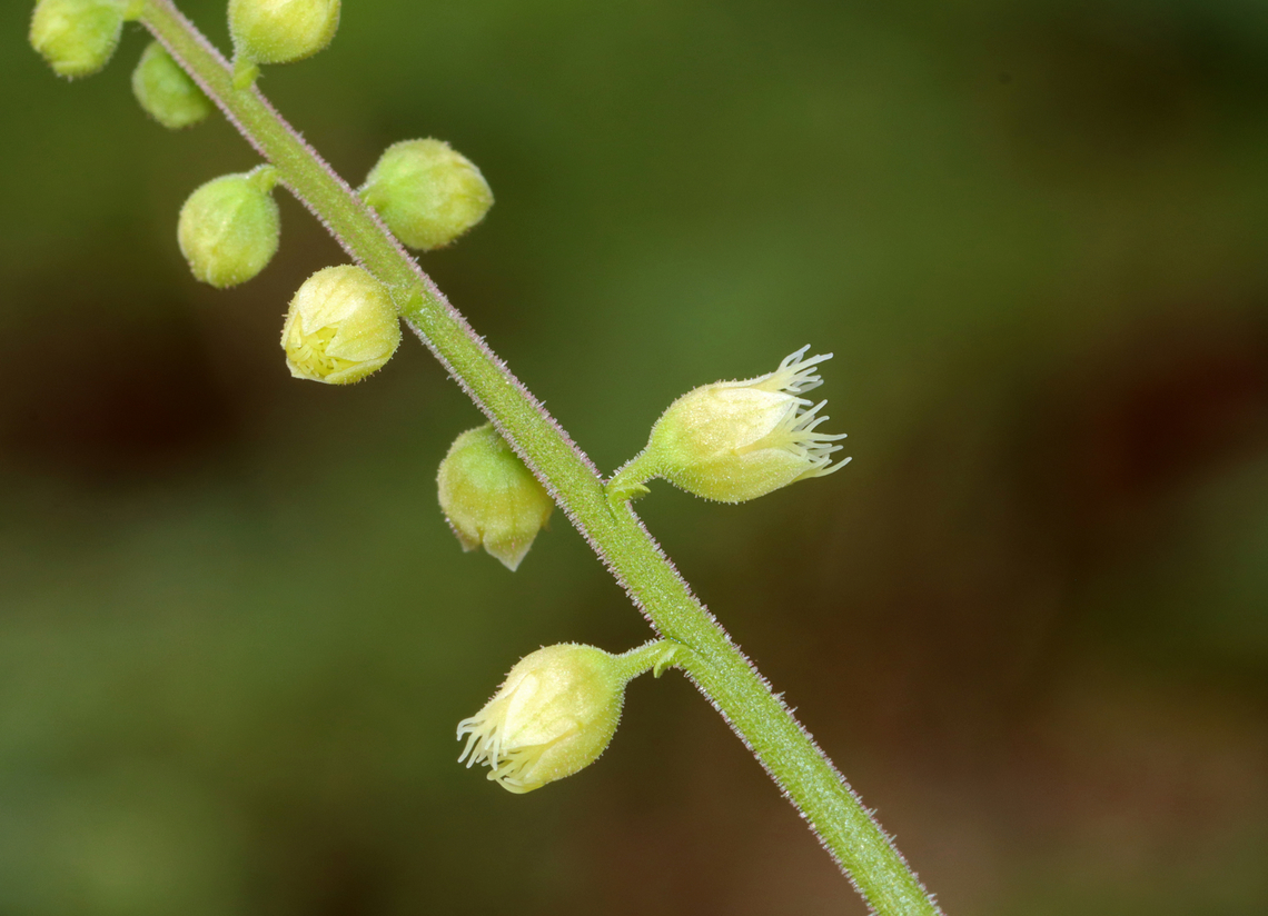 Bishop's Cap - Mitella diphylla Just starting to bloom.<br />
<br />
Habitat: Mesic forest<br />
<figure class="photo"><a href="https://www.jungledragon.com/image/144138/bishops_cap_-_mitella_diphylla.html" title="Bishop&#039;s Cap - Mitella diphylla"><img src="https://s3.amazonaws.com/media.jungledragon.com/images/3232/144138_thumb.jpg?AWSAccessKeyId=05GMT0V3GWVNE7GGM1R2&Expires=1767225610&Signature=PPjS3lsFy5GRqI0wNJtwYI5bEcs%3D" width="132" height="152" alt="Bishop&#039;s Cap - Mitella diphylla Just starting to bloom.<br />
<br />
Habitat: Mesic forest<br />
https://www.jungledragon.com/image/144139/bishops_cap_-_mitella_diphylla.html Bishop&#039;s cap,Geotagged,Mitella diphylla,Spring,United States" /></a></figure> Bishop's cap,Geotagged,Mitella diphylla,Spring,United States,mitella