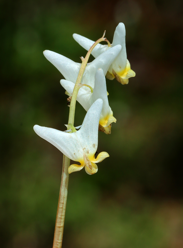 Dutchman’s Breeches - Dicentra cucullaria Clusters of white, pantaloon-shaped flowers on a leafless stalk that rises above feathery, basal leaves.<br />
 Dicentra,Dicentra cucullaria,Dutchman's breeches,Geotagged,Spring,United States