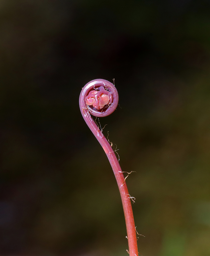 Northern Maindenhair Fern (Fiddlehead) - Adiantum pedatum I can't resist photographing these pink fiddleheads no matter how many times I find them. <br />
<br />
Habitat: Mixed wetland Adiantum pedatum,Geotagged,Northern maidenhair fern,Spring,United States,adiantum,fern,maidenhair
