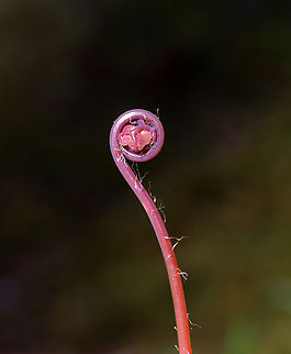 Northern Maindenhair Fern (Fiddlehead) - Adiantum pedatum I can't resist photographing these pink fiddleheads no matter how many times I find them. 

Habitat: Mixed wetland Adiantum pedatum,Geotagged,Northern maidenhair fern,Spring,United States,adiantum,fern,maidenhair