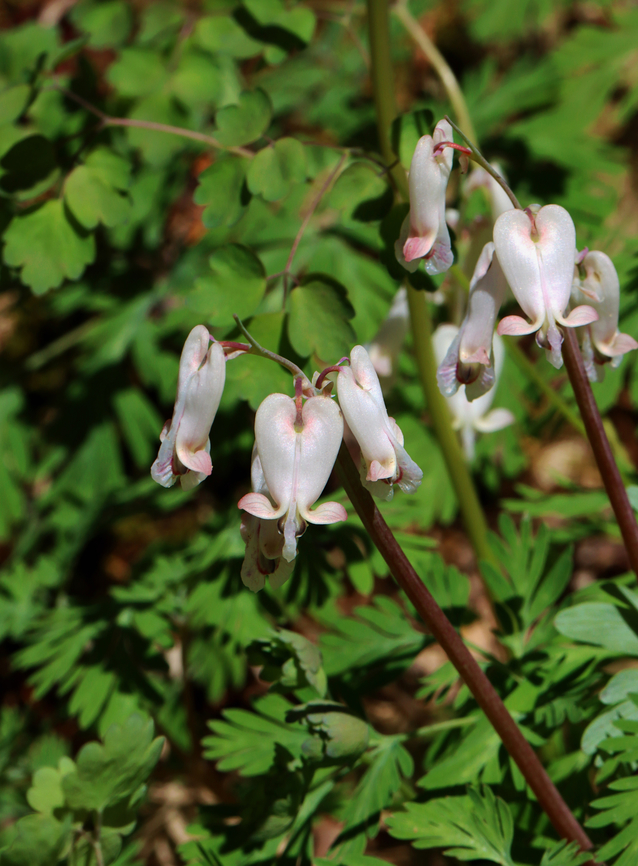 Squirrel Corn - Dicentra canadensis Habitat: Forested wetland Dicentra canadensis,Geotagged,Spring,Squirrel Corn,United States,dicentra