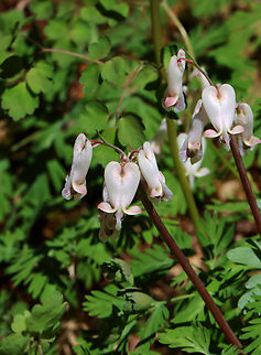 Squirrel Corn - Dicentra canadensis Habitat: Forested wetland Dicentra canadensis,Geotagged,Spring,Squirrel Corn,United States,dicentra