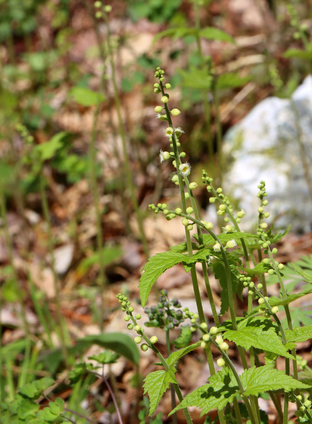 Bishop's Cap - Mitella diphylla Habitat: Forested wetland<br />
<figure class="photo"><a href="https://www.jungledragon.com/image/144166/bishops_cap_-_mitella_diphylla.html" title="Bishop&#039;s Cap - Mitella diphylla"><img src="https://s3.amazonaws.com/media.jungledragon.com/images/3232/144166_thumb.jpg?AWSAccessKeyId=05GMT0V3GWVNE7GGM1R2&Expires=1759968010&Signature=5nQuxWWcfiHzuiQ%2BwIsmm6UxZWk%3D" width="200" height="158" alt="Bishop&#039;s Cap - Mitella diphylla Habitat: Forested wetland<br />
https://www.jungledragon.com/image/144166/bishops_cap_-_mitella_diphylla.html<br />
https://www.jungledragon.com/image/144170/bishops_cap_-_mitella_diphylla.html<br />
https://www.jungledragon.com/image/144169/bishops_cap_-_mitella_diphylla.html Bishop&#039;s cap,Geotagged,Mitella diphylla,Spring,United States,mitella" /></a></figure><br />
<figure class="photo"><a href="https://www.jungledragon.com/image/144170/bishops_cap_-_mitella_diphylla.html" title="Bishop&#039;s Cap - Mitella diphylla"><img src="https://s3.amazonaws.com/media.jungledragon.com/images/3232/144170_thumb.jpg?AWSAccessKeyId=05GMT0V3GWVNE7GGM1R2&Expires=1759968010&Signature=X1cydbZqf2j6Fr3oeJaGtlulZTU%3D" width="124" height="152" alt="Bishop&#039;s Cap - Mitella diphylla Habitat: Forested wetland<br />
https://www.jungledragon.com/image/144166/bishops_cap_-_mitella_diphylla.html<br />
https://www.jungledragon.com/image/144170/bishops_cap_-_mitella_diphylla.html<br />
https://www.jungledragon.com/image/144169/bishops_cap_-_mitella_diphylla.html Bishop&#039;s cap,Geotagged,Mitella diphylla,Spring,United States" /></a></figure><br />
<figure class="photo"><a href="https://www.jungledragon.com/image/144169/bishops_cap_-_mitella_diphylla.html" title="Bishop&#039;s Cap - Mitella diphylla"><img src="https://s3.amazonaws.com/media.jungledragon.com/images/3232/144169_thumb.jpg?AWSAccessKeyId=05GMT0V3GWVNE7GGM1R2&Expires=1759968010&Signature=S05dXxyG6WqVBmBiBRMEWjeFlhM%3D" width="112" height="152" alt="Bishop&#039;s Cap - Mitella diphylla Habitat: Forested wetland<br />
https://www.jungledragon.com/image/144166/bishops_cap_-_mitella_diphylla.html<br />
https://www.jungledragon.com/image/144170/bishops_cap_-_mitella_diphylla.html<br />
https://www.jungledragon.com/image/144169/bishops_cap_-_mitella_diphylla.html Bishop&#039;s cap,Geotagged,Mitella diphylla,Spring,United States" /></a></figure> Bishop's cap,Geotagged,Mitella diphylla,Spring,United States