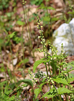 Bishop's Cap - Mitella diphylla Habitat: Forested wetland
https://www.jungledragon.com/image/144166/bishops_cap_-_mitella_diphylla.html
https://www.jungledragon.com/image/144170/bishops_cap_-_mitella_diphylla.html
https://www.jungledragon.com/image/144169/bishops_cap_-_mitella_diphylla.html Bishop's cap,Geotagged,Mitella diphylla,Spring,United States