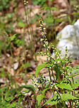 Bishop's Cap - Mitella diphylla Habitat: Forested wetland<br />
https://www.jungledragon.com/image/144166/bishops_cap_-_mitella_diphylla.html<br />
https://www.jungledragon.com/image/144170/bishops_cap_-_mitella_diphylla.html<br />
https://www.jungledragon.com/image/144169/bishops_cap_-_mitella_diphylla.html Bishop's cap,Geotagged,Mitella diphylla,Spring,United States