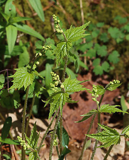Bishop's Cap - Mitella diphylla Habitat: Forested wetland
https://www.jungledragon.com/image/144166/bishops_cap_-_mitella_diphylla.html
https://www.jungledragon.com/image/144170/bishops_cap_-_mitella_diphylla.html
https://www.jungledragon.com/image/144169/bishops_cap_-_mitella_diphylla.html Bishop's cap,Geotagged,Mitella diphylla,Spring,United States