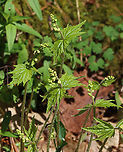Bishop's Cap - Mitella diphylla Habitat: Forested wetland<br />
https://www.jungledragon.com/image/144166/bishops_cap_-_mitella_diphylla.html<br />
https://www.jungledragon.com/image/144170/bishops_cap_-_mitella_diphylla.html<br />
https://www.jungledragon.com/image/144169/bishops_cap_-_mitella_diphylla.html Bishop's cap,Geotagged,Mitella diphylla,Spring,United States