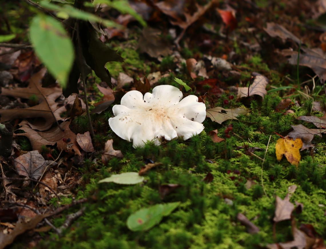 Tricholoma odorum *Tentative ID<br />
<br />
Habitat: Mixed forest<br />
<figure class="photo"><a href="https://www.jungledragon.com/image/144171/tricholoma_odorum.html" title="Tricholoma odorum"><img src="https://s3.amazonaws.com/media.jungledragon.com/images/3232/144171_thumb.jpg?AWSAccessKeyId=05GMT0V3GWVNE7GGM1R2&Expires=1767225610&Signature=0GJDSh6jPP%2FZwax0ApnxgpOvxL4%3D" width="200" height="154" alt="Tricholoma odorum *Tentative ID<br />
<br />
Habitat: Mixed forest<br />
https://www.jungledragon.com/image/144171/tricholoma_odorum.html<br />
https://www.jungledragon.com/image/144173/tricholoma_odorum.html<br />
https://www.jungledragon.com/image/144172/tricholoma_odorum.html Fall,Geotagged,Tricholoma odorum,United States" /></a></figure><br />
<figure class="photo"><a href="https://www.jungledragon.com/image/144173/tricholoma_odorum.html" title="Tricholoma odorum"><img src="https://s3.amazonaws.com/media.jungledragon.com/images/3232/144173_thumb.jpg?AWSAccessKeyId=05GMT0V3GWVNE7GGM1R2&Expires=1767225610&Signature=PZhnAF50gZXwyALQ0FWODs6YxrE%3D" width="200" height="134" alt="Tricholoma odorum *Tentative ID<br />
<br />
Habitat: Mixed forest<br />
https://www.jungledragon.com/image/144171/tricholoma_odorum.html<br />
https://www.jungledragon.com/image/144173/tricholoma_odorum.html<br />
https://www.jungledragon.com/image/144172/tricholoma_odorum.html Fall,Geotagged,Tricholoma,Tricholoma odorum,United States,fungus,mushroom" /></a></figure><br />
<figure class="photo"><a href="https://www.jungledragon.com/image/144172/tricholoma_odorum.html" title="Tricholoma odorum"><img src="https://s3.amazonaws.com/media.jungledragon.com/images/3232/144172_thumb.jpg?AWSAccessKeyId=05GMT0V3GWVNE7GGM1R2&Expires=1767225610&Signature=%2FXrNsug1uuyvYDGkPADlfkoM0Sc%3D" width="128" height="152" alt="Tricholoma odorum *Tentative ID<br />
<br />
Habitat: Mixed forest<br />
https://www.jungledragon.com/image/144171/tricholoma_odorum.html<br />
https://www.jungledragon.com/image/144173/tricholoma_odorum.html<br />
https://www.jungledragon.com/image/144172/tricholoma_odorum.html Fall,Geotagged,Tricholoma odorum,United States" /></a></figure> Fall,Geotagged,Tricholoma odorum,United States