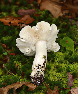 Tricholoma odorum *Tentative ID

Habitat: Mixed forest
https://www.jungledragon.com/image/144171/tricholoma_odorum.html
https://www.jungledragon.com/image/144173/tricholoma_odorum.html
https://www.jungledragon.com/image/144172/tricholoma_odorum.html Fall,Geotagged,Tricholoma odorum,United States