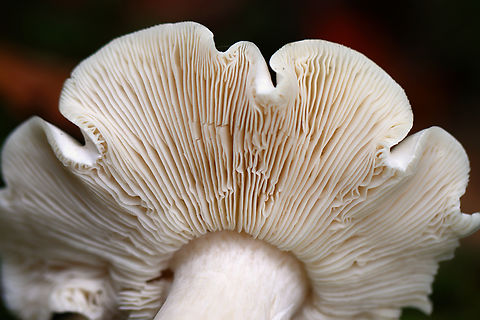 Tricholoma odorum *Tentative ID

Habitat: Mixed forest
https://www.jungledragon.com/image/144171/tricholoma_odorum.html
https://www.jungledragon.com/image/144173/tricholoma_odorum.html
https://www.jungledragon.com/image/144172/tricholoma_odorum.html Fall,Geotagged,Tricholoma,Tricholoma odorum,United States,fungus,mushroom