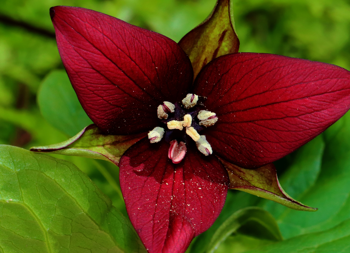 Stinking Benjamin - Trillium erectum Habitat: Mixed forest Geotagged,Red trillium,Spring,Trillium erectum,United States,trillium