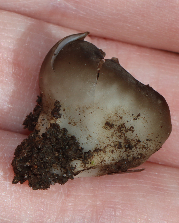 White-footed Elf Cup - Helvella leucomelaena Brittle, mostly brown fruiting body that had a short, stubby, whitish stem.<br />
<br />
Habitat: Growing in moss in a mixed forest<br />
<figure class="photo"><a href="https://www.jungledragon.com/image/144213/white-footed_elf_cup_-_helvella_leucomelaena.html" title="White-footed Elf Cup - Helvella leucomelaena"><img src="https://s3.amazonaws.com/media.jungledragon.com/images/3232/144213_thumb.jpg?AWSAccessKeyId=05GMT0V3GWVNE7GGM1R2&Expires=1759968010&Signature=%2FLB2hyNwU2mCgwnKoYovwAzPoMM%3D" width="200" height="148" alt="White-footed Elf Cup - Helvella leucomelaena Brittle, mostly brown fruiting body that had a short, stubby, whitish stem.<br />
<br />
Habitat: Growing in moss in a mixed forest<br />
https://www.jungledragon.com/image/144212/white-footed_elf_cup_-_helvella_leucomelaena.html Dissingia leucomelaena,Geotagged,Helvella leucomelaena,Spring,United States,White-footed Elf Cup,cup fungus,fungus,helvella,pezizales" /></a></figure> Geotagged,Helvella leucomelaena,Spring,United States,White-footed Elf Cup