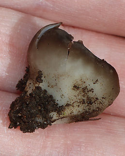 White-footed Elf Cup - Helvella leucomelaena Brittle, mostly brown fruiting body that had a short, stubby, whitish stem.

Habitat: Growing in moss in a mixed forest
https://www.jungledragon.com/image/144213/white-footed_elf_cup_-_helvella_leucomelaena.html Geotagged,Helvella leucomelaena,Spring,United States,White-footed Elf Cup