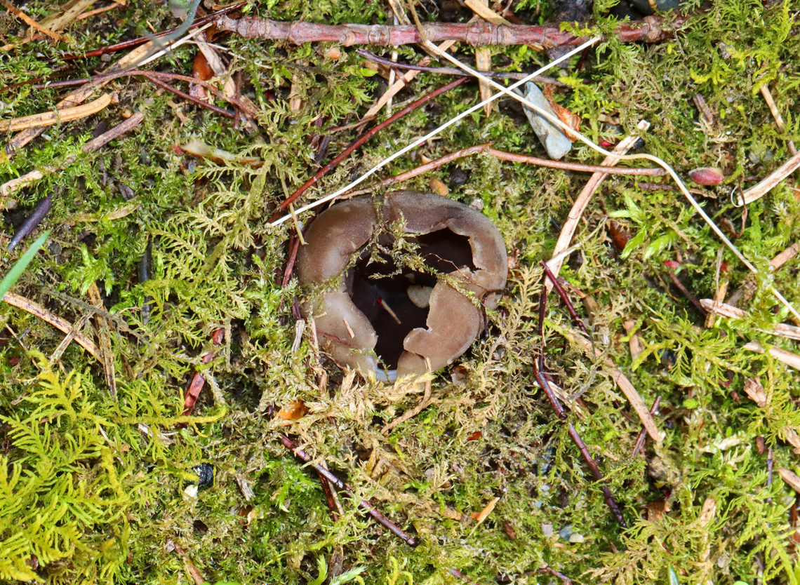White-footed Elf Cup - Helvella leucomelaena Brittle, mostly brown fruiting body that had a short, stubby, whitish stem.<br />
<br />
Habitat: Growing in moss in a mixed forest<br />
<figure class="photo"><a href="https://www.jungledragon.com/image/144212/white-footed_elf_cup_-_helvella_leucomelaena.html" title="White-footed Elf Cup - Helvella leucomelaena"><img src="https://s3.amazonaws.com/media.jungledragon.com/images/3232/144212_thumb.jpg?AWSAccessKeyId=05GMT0V3GWVNE7GGM1R2&Expires=1759968010&Signature=PF8wKH0f0NLItnanj8uIpgez%2FsE%3D" width="122" height="152" alt="White-footed Elf Cup - Helvella leucomelaena Brittle, mostly brown fruiting body that had a short, stubby, whitish stem.<br />
<br />
Habitat: Growing in moss in a mixed forest<br />
https://www.jungledragon.com/image/144213/white-footed_elf_cup_-_helvella_leucomelaena.html Geotagged,Helvella leucomelaena,Spring,United States,White-footed Elf Cup" /></a></figure> Dissingia leucomelaena,Geotagged,Helvella leucomelaena,Spring,United States,White-footed Elf Cup,cup fungus,fungus,helvella,pezizales
