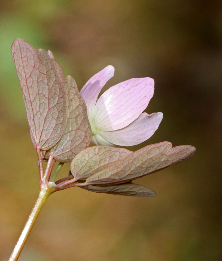 Rue Anemone - Thalictrum thalictroides Habitat: Mixed forest<br />
<figure class="photo"><a href="https://www.jungledragon.com/image/144215/rue_anemone_-_thalictrum_thalictroides.html" title="Rue Anemone - Thalictrum thalictroides"><img src="https://s3.amazonaws.com/media.jungledragon.com/images/3232/144215_thumb.jpg?AWSAccessKeyId=05GMT0V3GWVNE7GGM1R2&Expires=1759968010&Signature=B1vCPYrRQyb6%2BT20hxV1fHIvh5g%3D" width="200" height="160" alt="Rue Anemone - Thalictrum thalictroides  Habitat: Mixed forest<br />
https://www.jungledragon.com/image/144214/sharp-lobed_hepatica_-_anemone_acutiloba.html Geotagged,Rue Anemone,Spring,Thalictrum thalictroides,United States" /></a></figure> Geotagged,Rue Anemone,Spring,Thalictrum thalictroides,United States