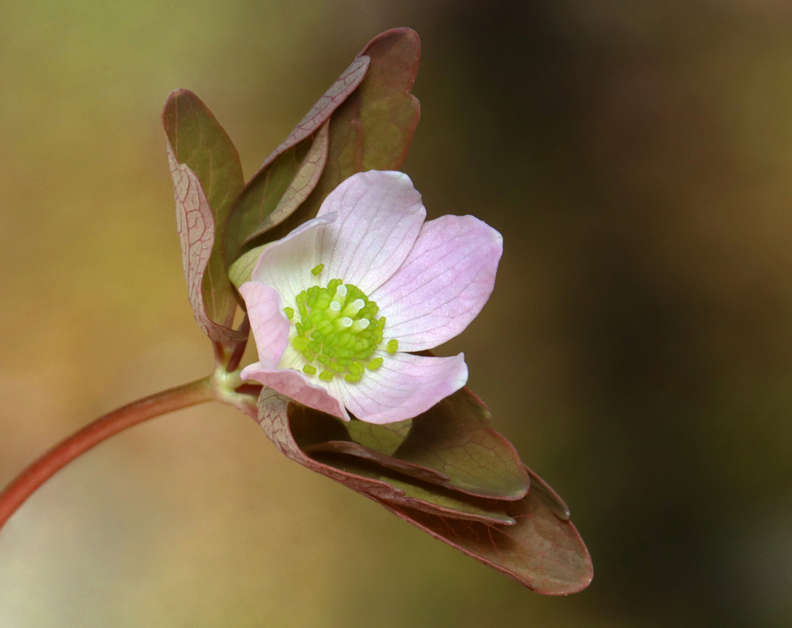 Rue Anemone - Thalictrum thalictroides  Habitat: Mixed forest<br />
<figure class="photo"><a href="https://www.jungledragon.com/image/144214/rue_anemone_-_thalictrum_thalictroides.html" title="Rue Anemone - Thalictrum thalictroides"><img src="https://s3.amazonaws.com/media.jungledragon.com/images/3232/144214_thumb.jpg?AWSAccessKeyId=05GMT0V3GWVNE7GGM1R2&Expires=1763596810&Signature=UTvabNYOY%2Bosd4hgs8uwtzDCba8%3D" width="130" height="152" alt="Rue Anemone - Thalictrum thalictroides Habitat: Mixed forest<br />
https://www.jungledragon.com/image/144215/sharp-lobed_hepatica_-_anemone_acutiloba.html Geotagged,Rue Anemone,Spring,Thalictrum thalictroides,United States" /></a></figure> Geotagged,Rue Anemone,Spring,Thalictrum thalictroides,United States