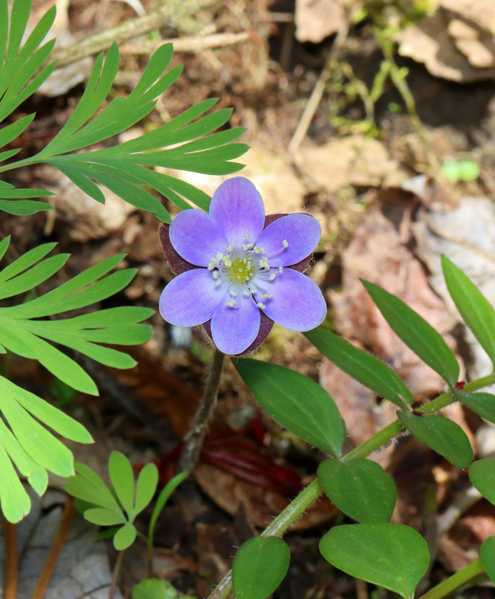 Sharp-lobed Hepatica - Anemone acutiloba Habitat: Mixed forest Anemone acutiloba,Geotagged,Sharp-lobed Hepatica,Spring,United States