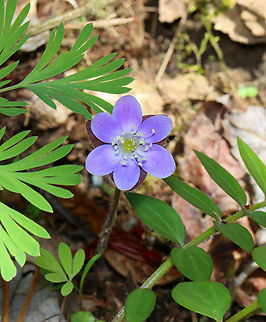 Sharp-lobed Hepatica - Anemone acutiloba Habitat: Mixed forest Anemone acutiloba,Geotagged,Sharp-lobed Hepatica,Spring,United States