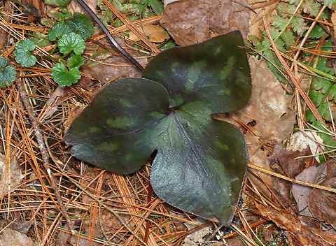 Sharp-lobed Hepatica - Anemone acutiloba Habitat: Mixed forest Anemone acutiloba,Geotagged,Hepatica acutiloba,Sharp-lobed Hepatica,Spring,United States