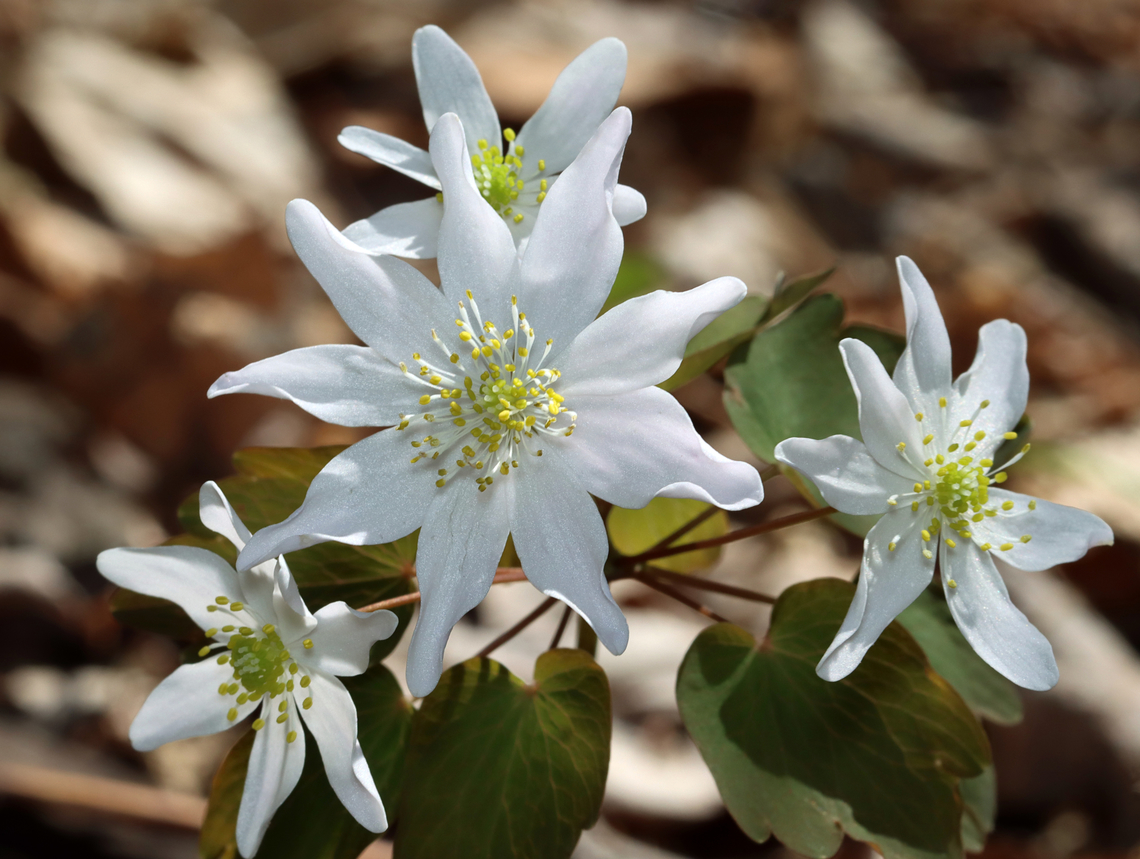 Rue Anemone - Thalictrum thalictroides Habitat: Streamside in a mixed forest. Geotagged,Rue Anemone,Spring,Thalictrum,Thalictrum thalictroides,United States