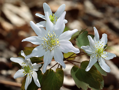 Rue Anemone - Thalictrum thalictroides Habitat: Streamside in a mixed forest. Geotagged,Rue Anemone,Spring,Thalictrum,Thalictrum thalictroides,United States
