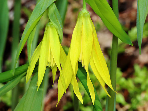 Large-flowered Bellwort - Uvularia grandiflora Yellow flowers atop an angled stem with sessile leaves.

The genus name comes from the anatomical term "uvula" that refers to the lobe hanging from the back of the soft palate in humans.

Habitat: Mixed forest
https://www.jungledragon.com/image/144223/large-flowered_bellwort_-_uvularia_grandiflora.html Geotagged,Large-flowered bellwort,Spring,United States,Uvularia grandiflora,bellwort,uvularia