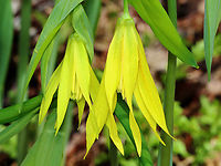 Large-flowered Bellwort - Uvularia grandiflora Yellow flowers atop an angled stem with sessile leaves.<br />
<br />
The genus name comes from the anatomical term "uvula" that refers to the lobe hanging from the back of the soft palate in humans.<br />
<br />
Habitat: Mixed forest<br />
https://www.jungledragon.com/image/144223/large-flowered_bellwort_-_uvularia_grandiflora.html Geotagged,Large-flowered bellwort,Spring,United States,Uvularia grandiflora,bellwort,uvularia