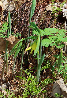 Large-flowered Bellwort - Uvularia grandiflora Yellow flowers atop an angled stem with sessile leaves.

The genus name comes from the anatomical term "uvula" that refers to the lobe hanging from the back of the soft palate in humans.

Habitat: Mixed forest
https://www.jungledragon.com/image/144222/large-flowered_bellwort_-_uvularia_grandiflora.html Geotagged,Large-flowered bellwort,Spring,United States,Uvularia grandiflora