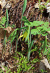 Large-flowered Bellwort - Uvularia grandiflora Yellow flowers atop an angled stem with sessile leaves.<br />
<br />
The genus name comes from the anatomical term "uvula" that refers to the lobe hanging from the back of the soft palate in humans.<br />
<br />
Habitat: Mixed forest<br />
https://www.jungledragon.com/image/144222/large-flowered_bellwort_-_uvularia_grandiflora.html Geotagged,Large-flowered bellwort,Spring,United States,Uvularia grandiflora