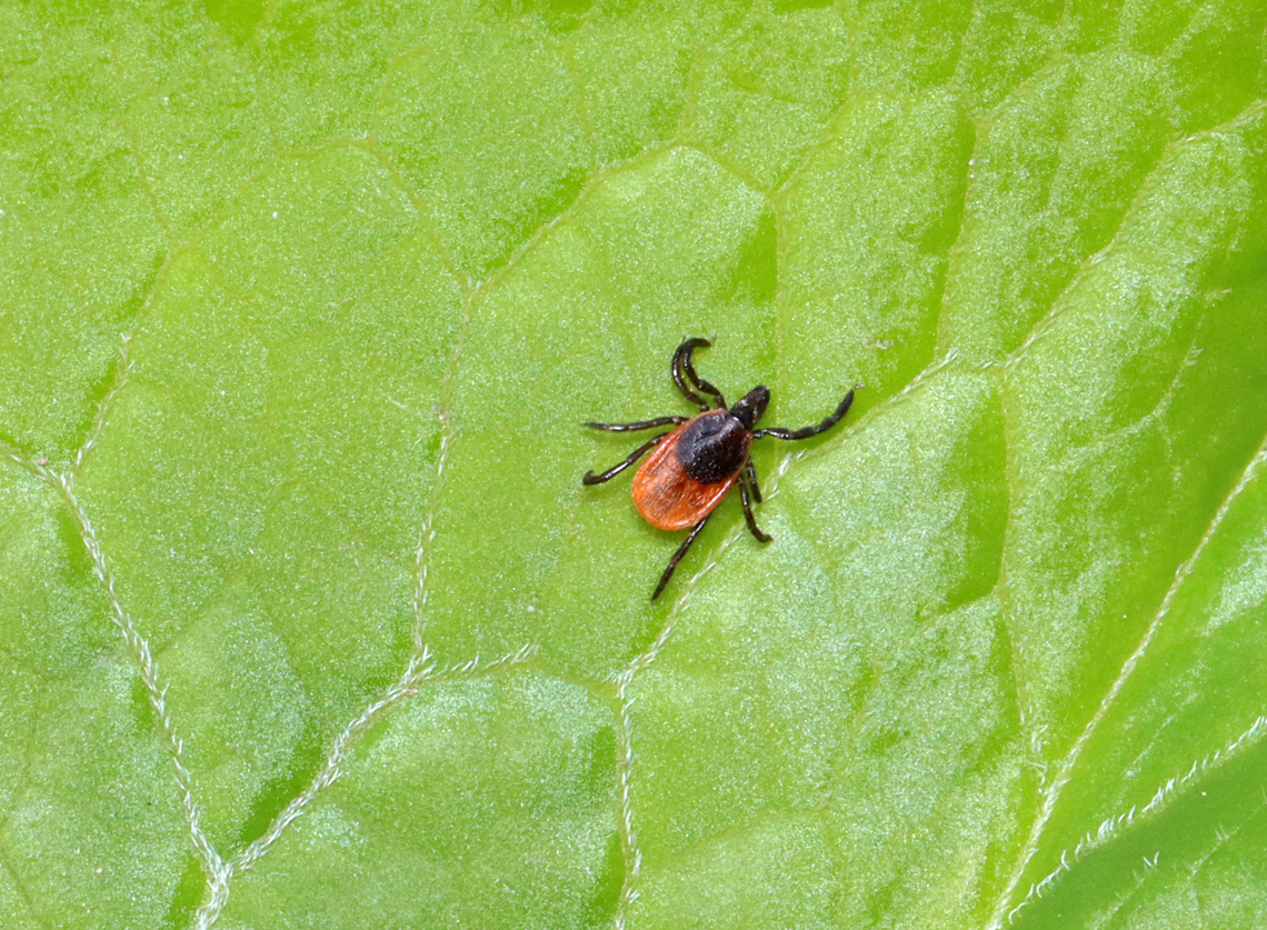 Deer Tick (Adult female) - Ixodes scapularis The lifecycle of blacklegged ticks generally lasts two years. During this time, they go through four life stages: egg, six-legged larva, eight-legged nymph, and eight-legged adult. They are three-host ticks, which means that they must have one bloodmeal during each life stage (larva, nymph, adult) in order to survive. In addition, blacklegged ticks are the main vector of Lyme disease in North America. They can also transmit other diseases such as Babesiosis, Powassan, and Anaplasmosis.<br />
<br />
Habitat: Mixed forest Blacklegged Tick,Geotagged,Ixodes scapularis,Spring,United States,deer tick,ixodes,ixodidae,tick
