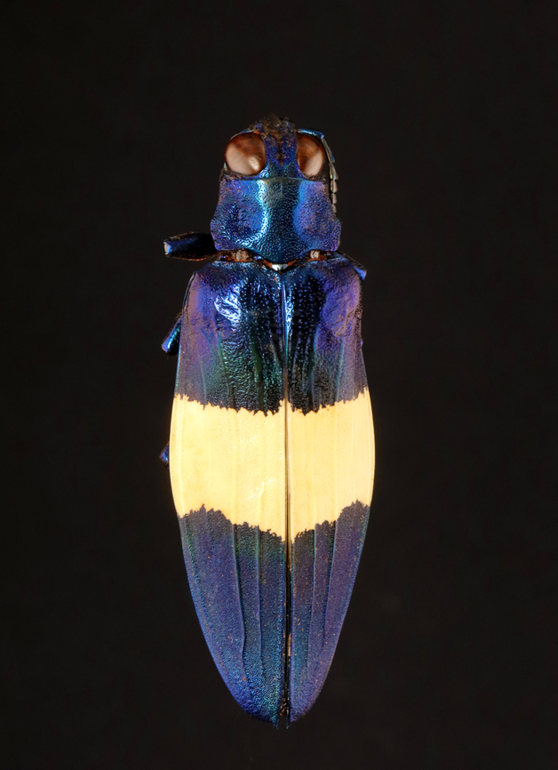 Jewel Beetle - Chrysochroa castelnaudi *Pinned specimen; native to Malaysia Chrysochroa,Chrysochroa castelnaudi,beetle,buprestid,buprestidae