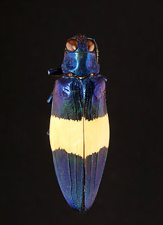 Jewel Beetle - Chrysochroa castelnaudi *Pinned specimen; native to Malaysia Chrysochroa,Chrysochroa castelnaudi,beetle,buprestid,buprestidae
