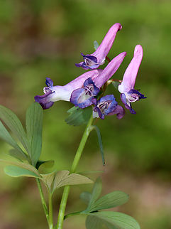 Fumewort - Corydalis solida Habitat: Mixed forest Corydalis solida,Fumewort,Geotagged,Spring,United States,bird in a bush,corydalis