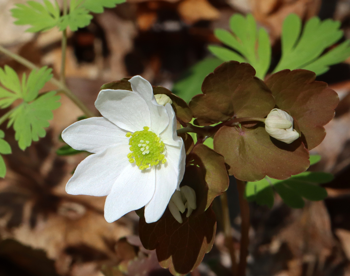 Rue Anemone - Thalictrum thalictroides Habitat: Streamside in a mixed forest Geotagged,Rue Anemone,Spring,Thalictrum thalictroides,United States,thalictrum