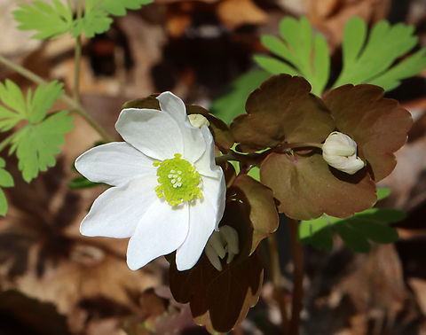 Rue Anemone - Thalictrum thalictroides Habitat: Streamside in a mixed forest Geotagged,Rue Anemone,Spring,Thalictrum thalictroides,United States,thalictrum