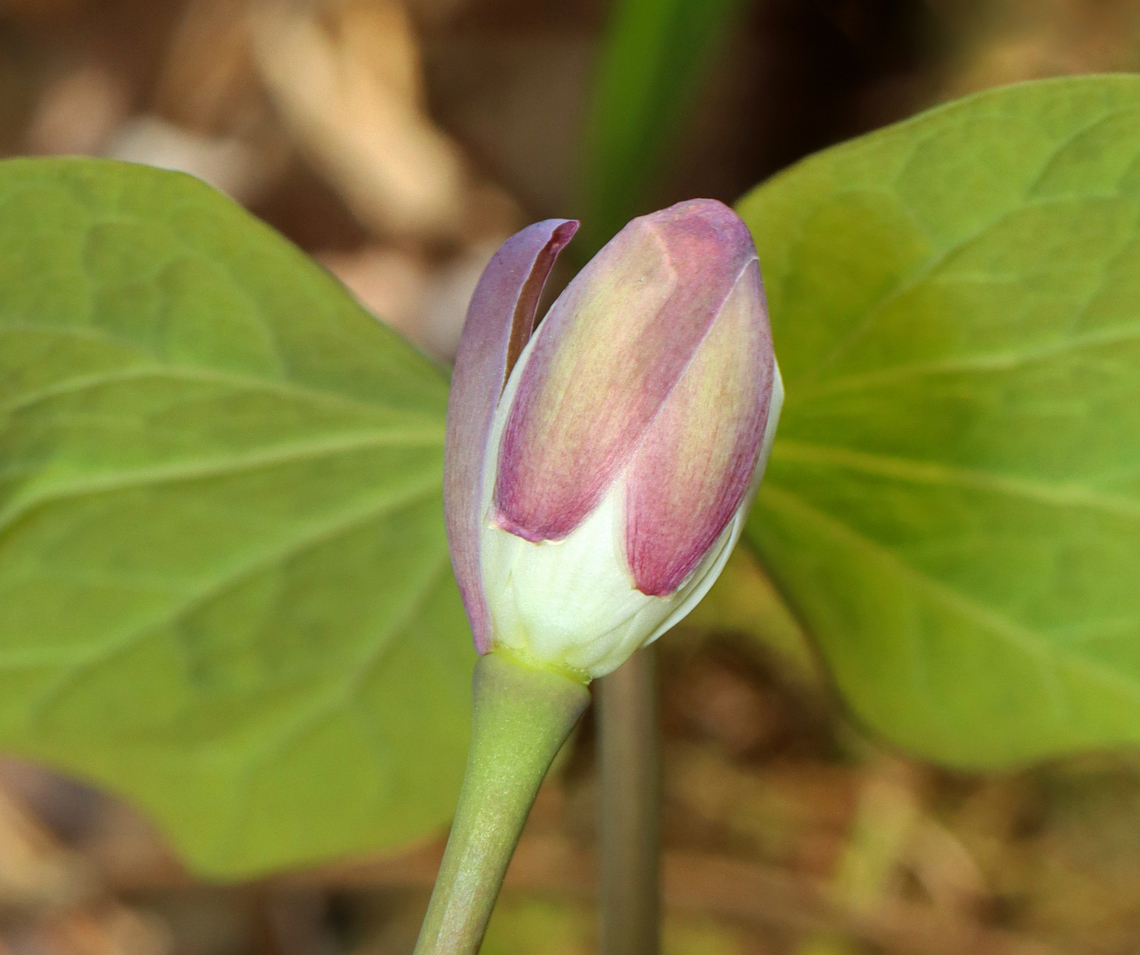 Twinleaf - Jeffersonia diphylla The common name, twinleaf, suggests that the plant has two leaves, but there are actually more. Each leaf is divided into two nearly separate leaflets.<br />
<br />
This plant is native to eastern North America and is rare - it&#039;s protected as threatened in New York.<br />
<br />
Habitat: Forested wetland Geotagged,Jeffersonia diphylla,Spring,Twinleaf,United States,jeffersonia,rheumatism root