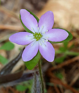 Sharp-lobed Hepatica - Anemone acutiloba One of my early spring favorites. The flowers can be pink, purple, or white.

Habitat: Mixed forest
https://www.jungledragon.com/image/144308/sharp-lobed_hepatica_-_anemone_acutiloba.html
https://www.jungledragon.com/image/144310/sharp-lobed_hepatica_-_anemone_acutiloba.html
https://www.jungledragon.com/image/144309/sharp-lobed_hepatica_-_anemone_acutiloba.html Anemone acutiloba,Geotagged,Sharp-lobed Hepatica,Spring,United States