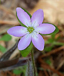 Sharp-lobed Hepatica - Anemone acutiloba One of my early spring favorites. The flowers can be pink, purple, or white.<br />
<br />
Habitat: Mixed forest<br />
https://www.jungledragon.com/image/144308/sharp-lobed_hepatica_-_anemone_acutiloba.html<br />
https://www.jungledragon.com/image/144310/sharp-lobed_hepatica_-_anemone_acutiloba.html<br />
https://www.jungledragon.com/image/144309/sharp-lobed_hepatica_-_anemone_acutiloba.html Anemone acutiloba,Geotagged,Sharp-lobed Hepatica,Spring,United States