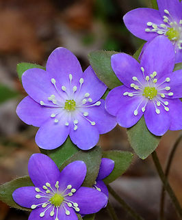 Sharp-lobed Hepatica - Anemone acutiloba One of my early spring favorites. The flowers can be pink, purple, or white.

Habitat: Mixed forest
https://www.jungledragon.com/image/144308/sharp-lobed_hepatica_-_anemone_acutiloba.html
https://www.jungledragon.com/image/144310/sharp-lobed_hepatica_-_anemone_acutiloba.html
https://www.jungledragon.com/image/144309/sharp-lobed_hepatica_-_anemone_acutiloba.html Anemone acutiloba,Geotagged,Sharp-lobed Hepatica,Spring,United States