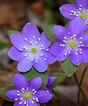 Sharp-lobed Hepatica - Anemone acutiloba One of my early spring favorites. The flowers can be pink, purple, or white.<br />
<br />
Habitat: Mixed forest<br />
https://www.jungledragon.com/image/144308/sharp-lobed_hepatica_-_anemone_acutiloba.html<br />
https://www.jungledragon.com/image/144310/sharp-lobed_hepatica_-_anemone_acutiloba.html<br />
https://www.jungledragon.com/image/144309/sharp-lobed_hepatica_-_anemone_acutiloba.html Anemone acutiloba,Geotagged,Sharp-lobed Hepatica,Spring,United States