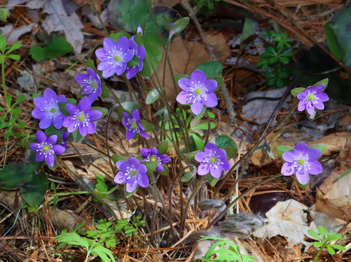 Sharp-lobed Hepatica - Anemone acutiloba One of my early spring favorites. The flowers can be pink, purple, or white.<br />
<br />
 Habitat: Mixed forest<br />
<figure class="photo"><a href="https://www.jungledragon.com/image/144308/sharp-lobed_hepatica_-_anemone_acutiloba.html" title="Sharp-lobed Hepatica - Anemone acutiloba"><img src="https://s3.amazonaws.com/media.jungledragon.com/images/3232/144308_thumb.jpg?AWSAccessKeyId=05GMT0V3GWVNE7GGM1R2&Expires=1759968010&Signature=CraHZq48eRsYHA5p6jC5bzQxIVE%3D" width="130" height="152" alt="Sharp-lobed Hepatica - Anemone acutiloba One of my early spring favorites. The flowers can be pink, purple, or white.<br />
<br />
Habitat: Mixed forest<br />
https://www.jungledragon.com/image/144308/sharp-lobed_hepatica_-_anemone_acutiloba.html<br />
https://www.jungledragon.com/image/144310/sharp-lobed_hepatica_-_anemone_acutiloba.html<br />
https://www.jungledragon.com/image/144309/sharp-lobed_hepatica_-_anemone_acutiloba.html Anemone acutiloba,Geotagged,Sharp-lobed Hepatica,Spring,United States" /></a></figure><br />
<figure class="photo"><a href="https://www.jungledragon.com/image/144310/sharp-lobed_hepatica_-_anemone_acutiloba.html" title="Sharp-lobed Hepatica - Anemone acutiloba"><img src="https://s3.amazonaws.com/media.jungledragon.com/images/3232/144310_thumb.jpg?AWSAccessKeyId=05GMT0V3GWVNE7GGM1R2&Expires=1759968010&Signature=%2F15hTjNva3gXFx4J3uoUKDmO1gs%3D" width="200" height="150" alt="Sharp-lobed Hepatica - Anemone acutiloba One of my early spring favorites. The flowers can be pink, purple, or white.<br />
<br />
 Habitat: Mixed forest<br />
https://www.jungledragon.com/image/144308/sharp-lobed_hepatica_-_anemone_acutiloba.html<br />
https://www.jungledragon.com/image/144310/sharp-lobed_hepatica_-_anemone_acutiloba.html<br />
https://www.jungledragon.com/image/144309/sharp-lobed_hepatica_-_anemone_acutiloba.html Anemone acutiloba,Geotagged,Sharp-lobed Hepatica,Spring,United States" /></a></figure><br />
<figure class="photo"><a href="https://www.jungledragon.com/image/144309/sharp-lobed_hepatica_-_anemone_acutiloba.html" title="Sharp-lobed Hepatica - Anemone acutiloba"><img src="https://s3.amazonaws.com/media.jungledragon.com/images/3232/144309_thumb.jpg?AWSAccessKeyId=05GMT0V3GWVNE7GGM1R2&Expires=1759968010&Signature=pKS3usRQ3Trr%2BMkxT0pZ3ECSouY%3D" width="126" height="152" alt="Sharp-lobed Hepatica - Anemone acutiloba One of my early spring favorites. The flowers can be pink, purple, or white.<br />
<br />
Habitat: Mixed forest<br />
https://www.jungledragon.com/image/144308/sharp-lobed_hepatica_-_anemone_acutiloba.html<br />
https://www.jungledragon.com/image/144310/sharp-lobed_hepatica_-_anemone_acutiloba.html<br />
https://www.jungledragon.com/image/144309/sharp-lobed_hepatica_-_anemone_acutiloba.html Anemone acutiloba,Geotagged,Sharp-lobed Hepatica,Spring,United States" /></a></figure> Anemone acutiloba,Geotagged,Sharp-lobed Hepatica,Spring,United States