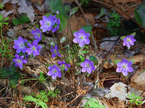 Sharp-lobed Hepatica - Anemone acutiloba One of my early spring favorites. The flowers can be pink, purple, or white.

 Habitat: Mixed forest
https://www.jungledragon.com/image/144308/sharp-lobed_hepatica_-_anemone_acutiloba.html
https://www.jungledragon.com/image/144310/sharp-lobed_hepatica_-_anemone_acutiloba.html
https://www.jungledragon.com/image/144309/sharp-lobed_hepatica_-_anemone_acutiloba.html Anemone acutiloba,Geotagged,Sharp-lobed Hepatica,Spring,United States