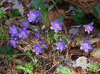 Sharp-lobed Hepatica - Anemone acutiloba One of my early spring favorites. The flowers can be pink, purple, or white.<br />
<br />
Habitat: Mixed forest<br />
https://www.jungledragon.com/image/144308/sharp-lobed_hepatica_-_anemone_acutiloba.html<br />
https://www.jungledragon.com/image/144310/sharp-lobed_hepatica_-_anemone_acutiloba.html<br />
https://www.jungledragon.com/image/144309/sharp-lobed_hepatica_-_anemone_acutiloba.html Anemone acutiloba,Geotagged,Sharp-lobed Hepatica,Spring,United States