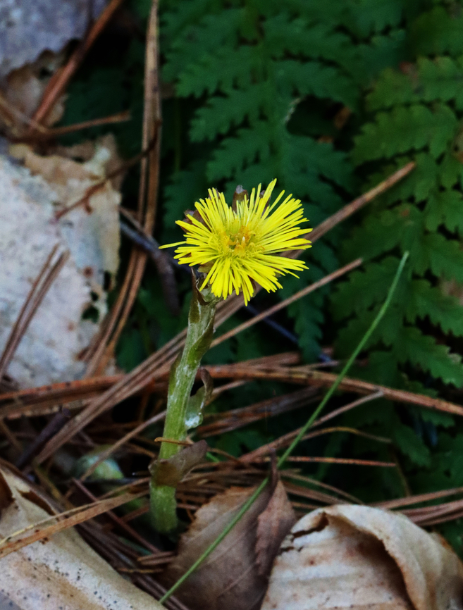 Coltsfoot - Tussilago farfara Yikes on the ISO.<br />
<br />
Habitat: Forested wetland Coltsfoot,Geotagged,Spring,Tussilago farfara,United States,tussilago