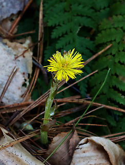 Coltsfoot - Tussilago farfara Yikes on the ISO.

Habitat: Forested wetland Coltsfoot,Geotagged,Spring,Tussilago farfara,United States,tussilago