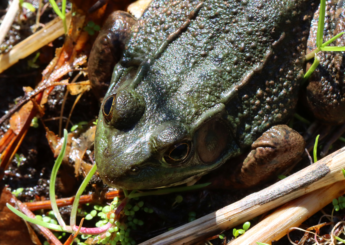 Green Frog - Lithobates clamitans Habitat: Resting at the edge of a small woodland pond Geotagged,Green frog,Lithobates,Lithobates clamitans,Spring,United States,frog