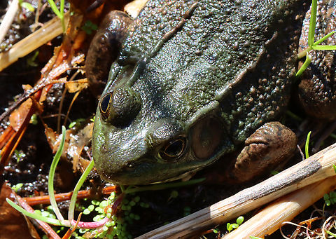 Green Frog - Lithobates clamitans Habitat: Resting at the edge of a small woodland pond Geotagged,Green frog,Lithobates,Lithobates clamitans,Spring,United States,frog